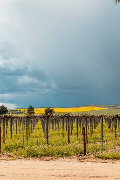 Vineyard rows on farmland under stormy sky and rain
