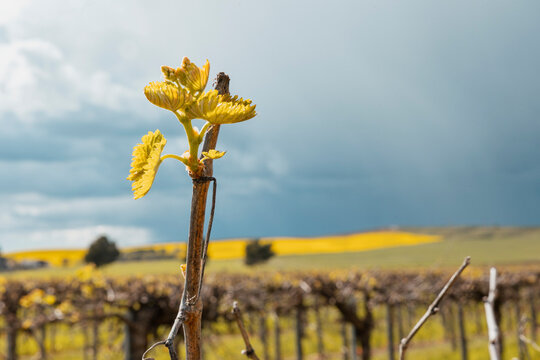 Vineyard bud burst with drip irrigation on rural farmland