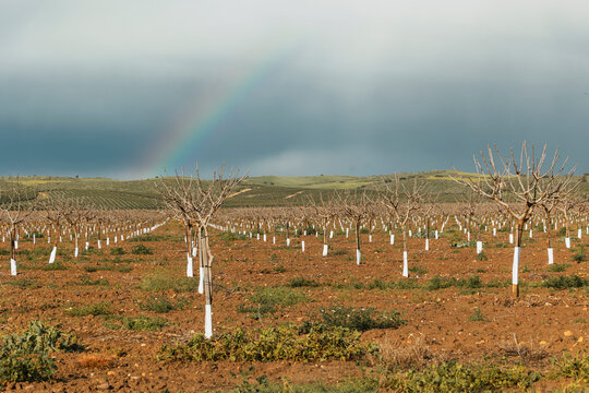 Young orchard farmland with irrigation after rain under rainbow