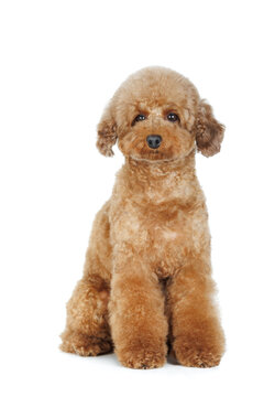 miniature poodle dog sitting on white studio background