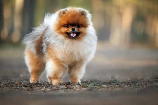 happy pomeranian spitz dog in the forest
