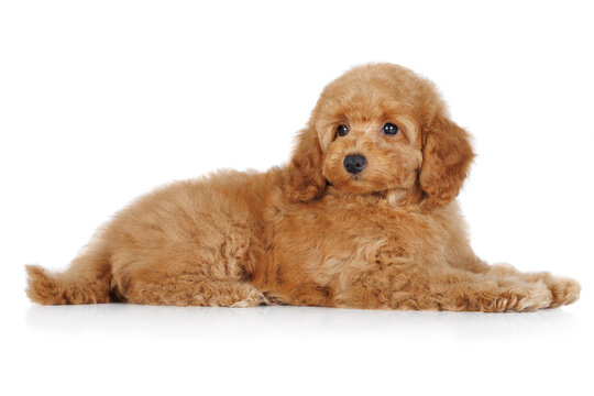 cute miniature poodle puppy isolated on white
