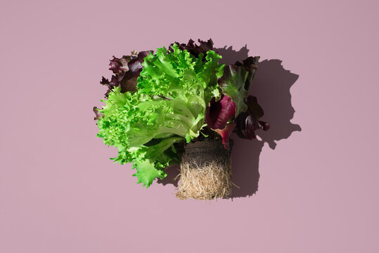 Green and red oak leaf lettuce bunch on pink background