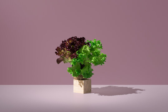 Green and red oak leaf lettuce still life on pink backdrop