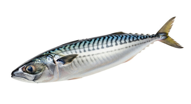 Atlantic mackerel fish with silver scales and dark blue wavy stripes on its back, isolated on transparent background