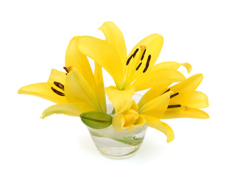 Beautiful Lily flower isolate on white 