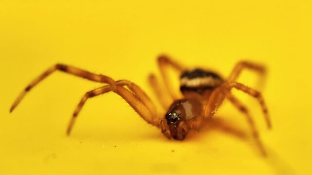 Fausse veuve noble (Steatoda nobilis) en int&eacute;rieur sur surface color&eacute;e, araign&eacute;e Theridiidae en macro