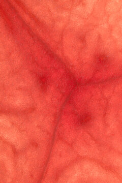 Closeup macro photograph of an illuminated watermelon slice