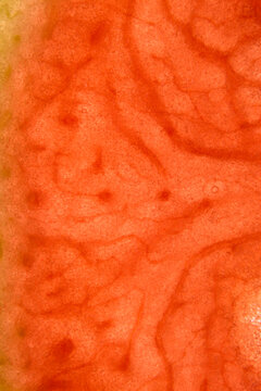 Closeup of watermelon slice patterns and colors