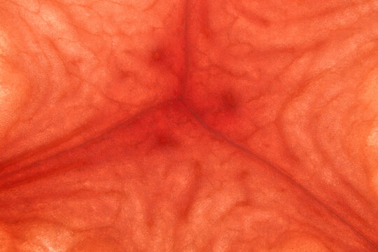 Closeup macro photograph of watermelon slice patterns