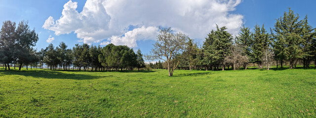 Fototapeta premium A wooded area surrounding a single leafless tree in a vast green meadow. A natural and expansive outdoor landscape.