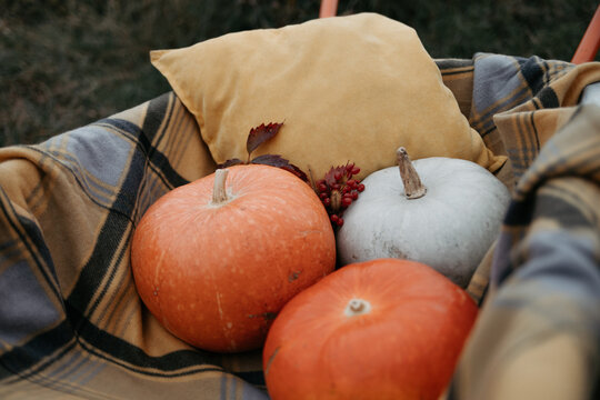 Autumn pumpkins on plaid blanket with cozy pillow