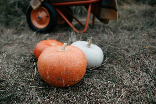 Pumpkins in field near wheelbarrow during autumn harvest