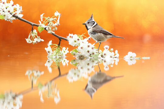 Coal tit on spring blossom with golden reflection, fine art