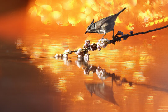 Fine art coal tit on blossom branch over golden water
