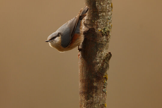 Eurasian nuthatch clinging to tree trunk in full colour