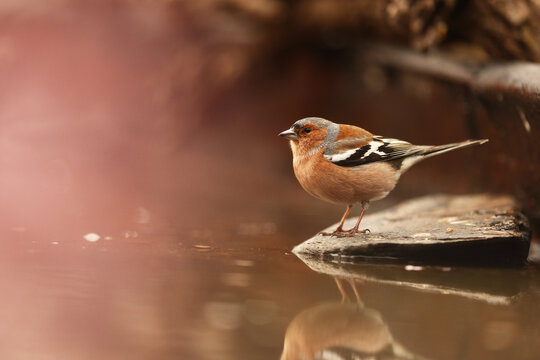 Male common chaffinch fine art by flower in full colour