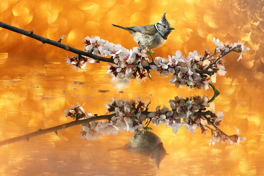 Coal tit perched on blossom branch in golden fine art light
