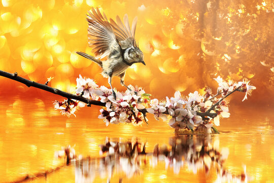 Coal tit on flowering branch in golden fine art light