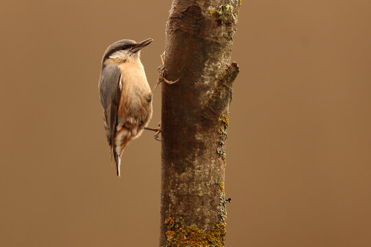 Fine art full colour Eurasian nuthatch on tree trunk