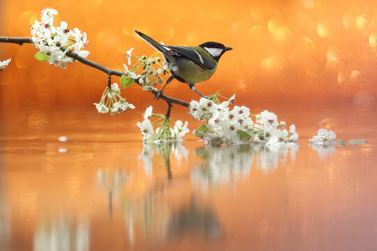 Great tit on blossom branch above reflective water, fine art