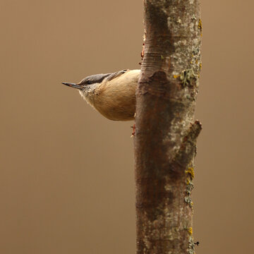 Eurasian nuthatch peeking from tree in fine art color