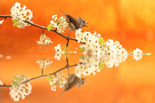Coal tit on blossom branch with warm reflection, fine art