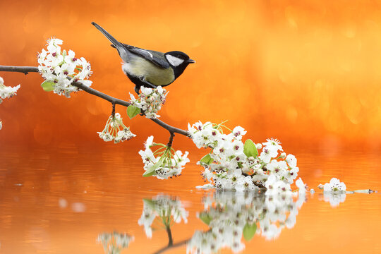 Great tit on blossom branch with mirror reflection, fine art