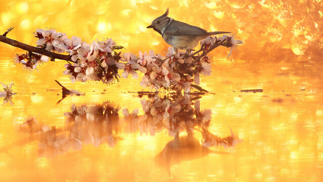 Coal tit on flowering branch with golden bokeh reflection
