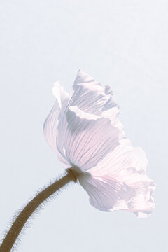 Minimalist pale poppy flower closeup on airy sky