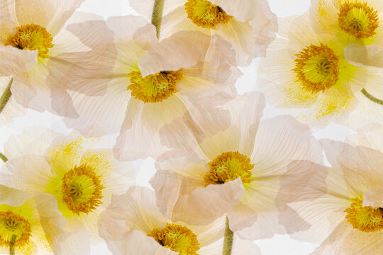 Minimalist poppy floral pattern in soft cream and yellow