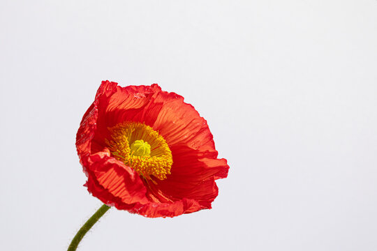 Minimalist red poppy flower on white background with copy space