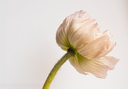 Delicate poppy flower fine art botanical spring portrait