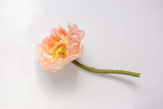 Delicate poppy bloom on white background, fine art spring