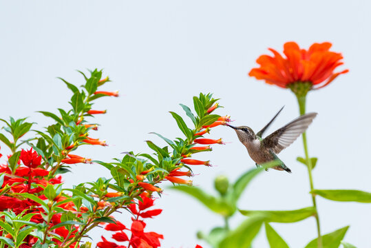 Hummingbird with vermillionaire, zinnia, and salvia flowers with white background
