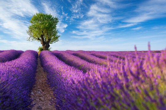 Beautiful landscape of lavender filed in Provence - France