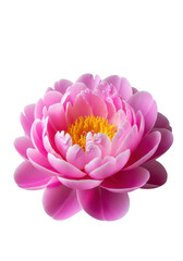 Obraz premium Vibrant pink lotus flower in full bloom isolated on transparent background isolated on transparent background