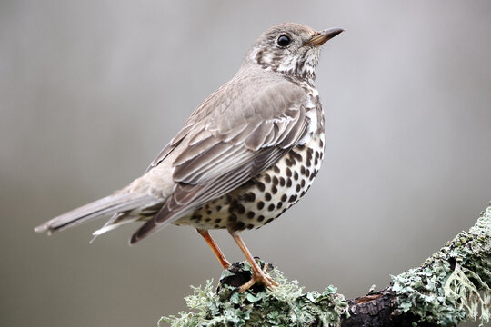 Song thrush perched on mossy branch in natural habitat