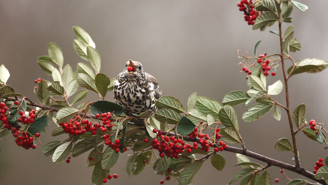 Song thrush feasting on vibrant red berries in Spain