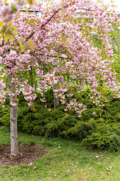 Sakura blossom trees blooming in a peaceful spring park