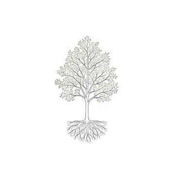 Delicate tree with spreading roots and fine branches