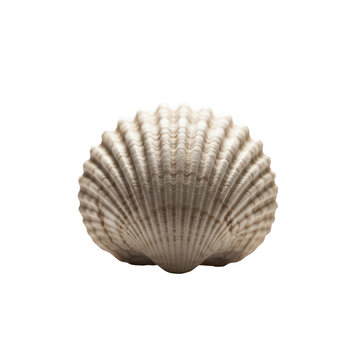 Detailed seashell on white background