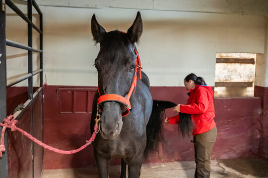 Young woman grooming A horse in A stable setting