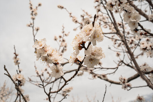 Blooming apricot tree branches with white spring blossom