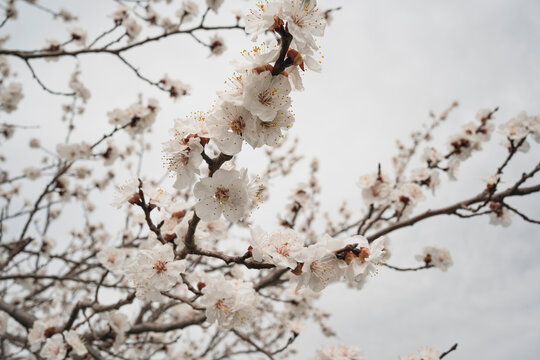 Blooming apricot tree branches with white spring blossom