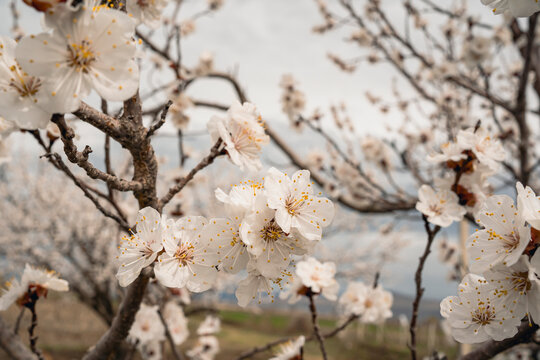 Blooming apricot tree blossoms in soft spring light