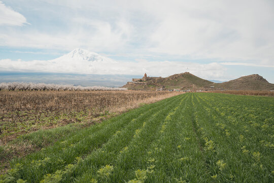 Blooming apricot orchards near Khor Virap and Mount Ararat