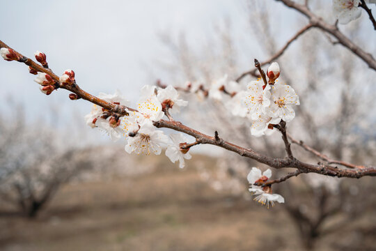 Blooming apricot tree branch with white spring blossoms