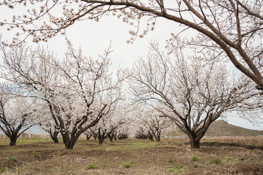 Blooming apricot orchard rows in springtime Armenia