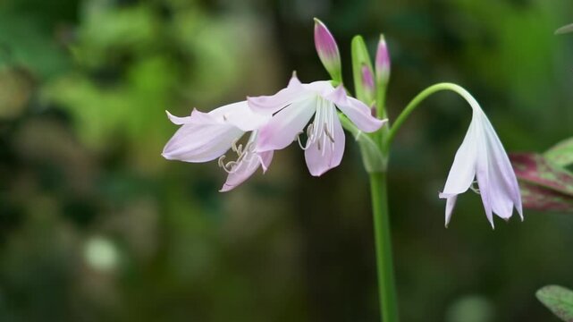 Crinum moura flowers bloom close-up, swaying in the wind against a dark garden background.